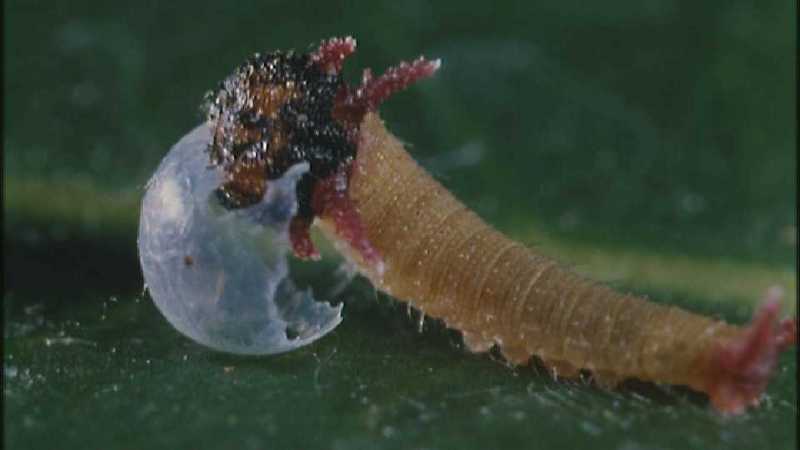 D:\Microcosmos\Caterpillar hatches] [03/22] - 130.jpg (1/1) (Video Capture); DISPLAY FULL IMAGE.
