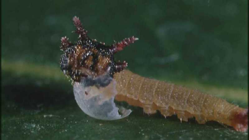 D:\Microcosmos\Caterpillar hatches] [03/22] - 130.jpg (1/1) (Video Capture); DISPLAY FULL IMAGE.