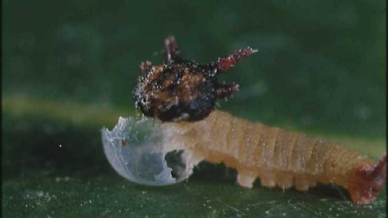 D:\Microcosmos\Caterpillar hatches] [03/22] - 130.jpg (1/1) (Video Capture); DISPLAY FULL IMAGE.