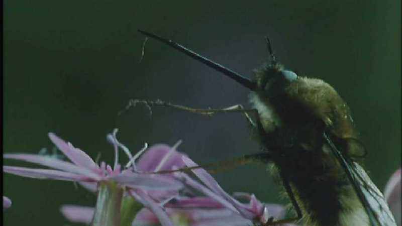 D:\Microcosmos\Honeybee] [08/10] - 160.jpg (1/1) (Video Capture); DISPLAY FULL IMAGE.