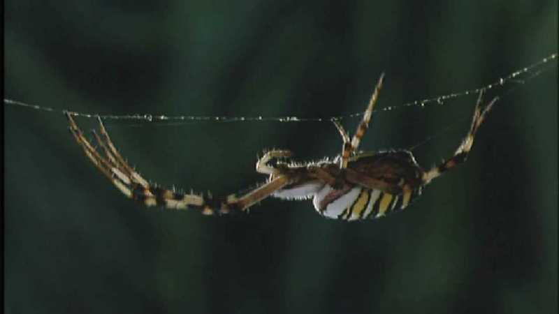 D:\Microcosmos\Spider] [1/8] - 152.jpg (1/1) (Video Capture); DISPLAY FULL IMAGE.