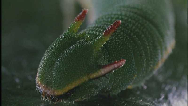D:\Microcosmos\Unknown] [01/13] - 001.jpg (1/1) (Video Capture); DISPLAY FULL IMAGE.