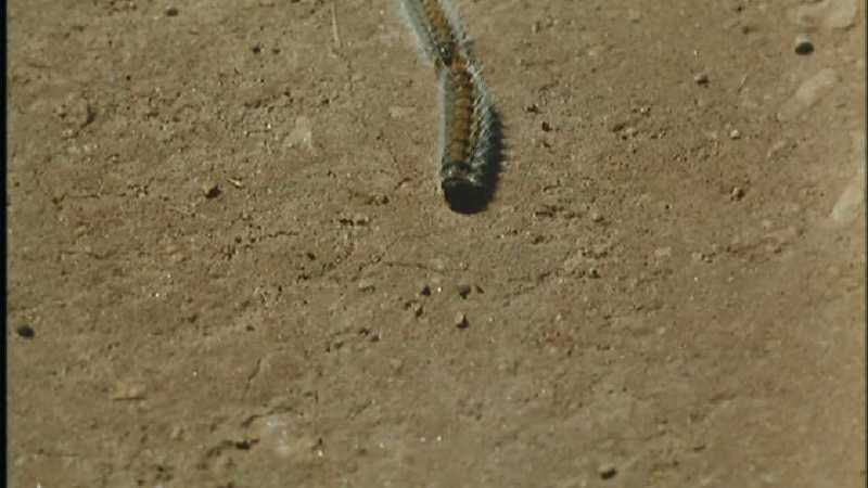 [Microcosmos\Oak-tree Eggar] [02/18] - 165.jpg (1/1) (Video Capture); DISPLAY FULL IMAGE.