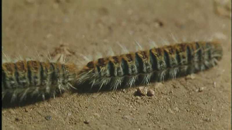 [Microcosmos\Oak-tree Eggar] [02/18] - 165.jpg (1/1) (Video Capture); DISPLAY FULL IMAGE.