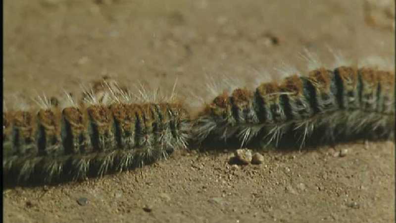 [Microcosmos\Oak-tree Eggar] [02/18] - 165.jpg (1/1) (Video Capture); DISPLAY FULL IMAGE.