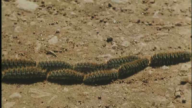 [Microcosmos\Oak-tree Eggar] [02/18] - 165.jpg (1/1) (Video Capture); DISPLAY FULL IMAGE.