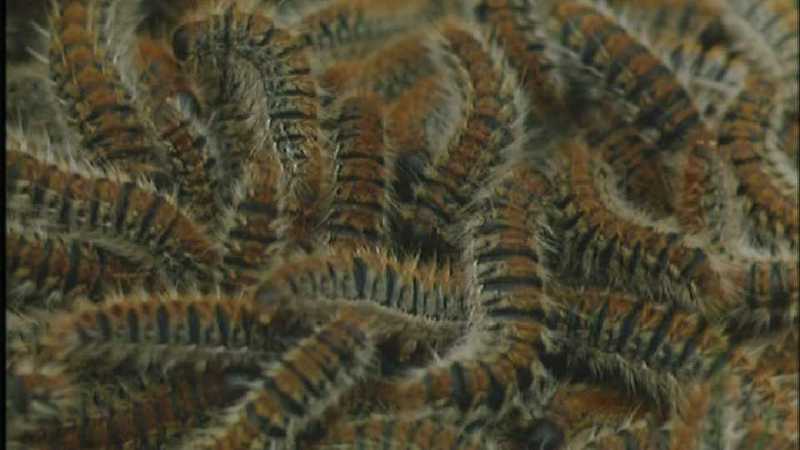 [Microcosmos\Oak-tree Eggar] [02/18] - 165.jpg (1/1) (Video Capture); DISPLAY FULL IMAGE.