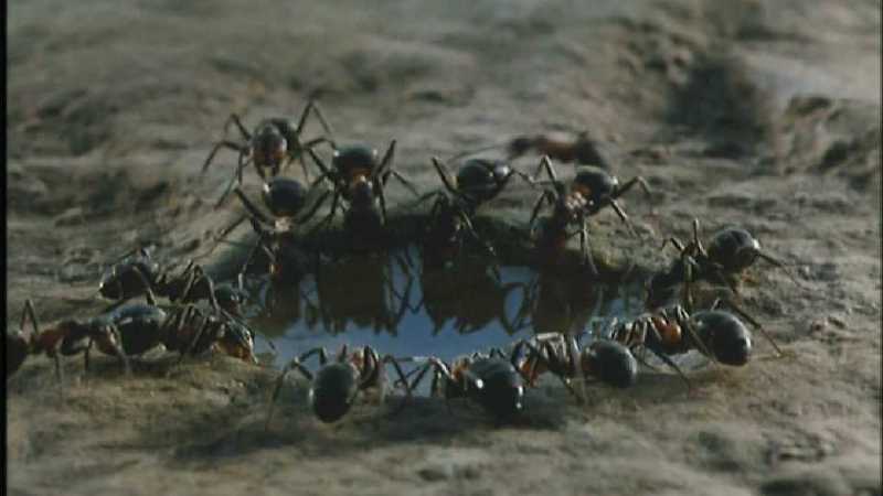 D:\Microcosmos\Ants] [03/10] - 182.jpg (1/1); DISPLAY FULL IMAGE.