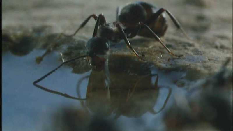 D:\Microcosmos\Ants] [04/10] - 183.jpg (1/1); DISPLAY FULL IMAGE.