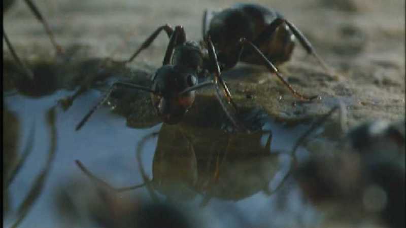 D:\Microcosmos\Ants] [05/10] - 184.jpg (1/1); DISPLAY FULL IMAGE.