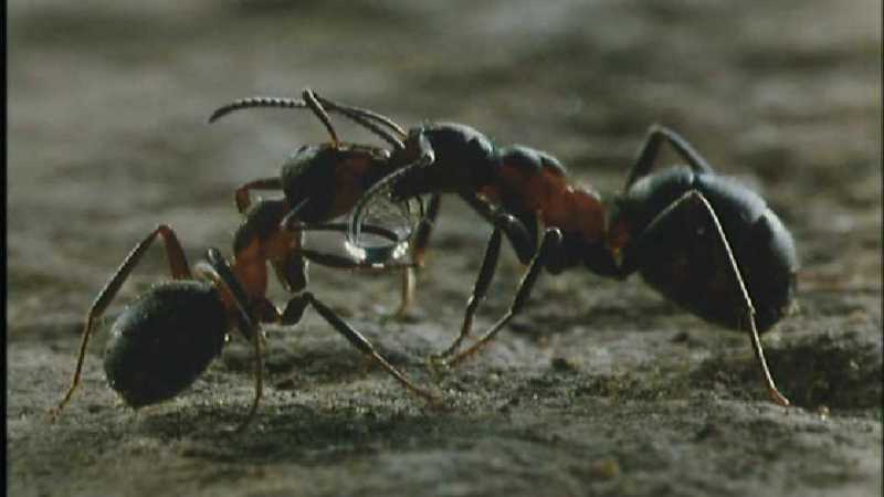 D:\Microcosmos\Ants] [08/10] - 186.jpg (1/1); DISPLAY FULL IMAGE.