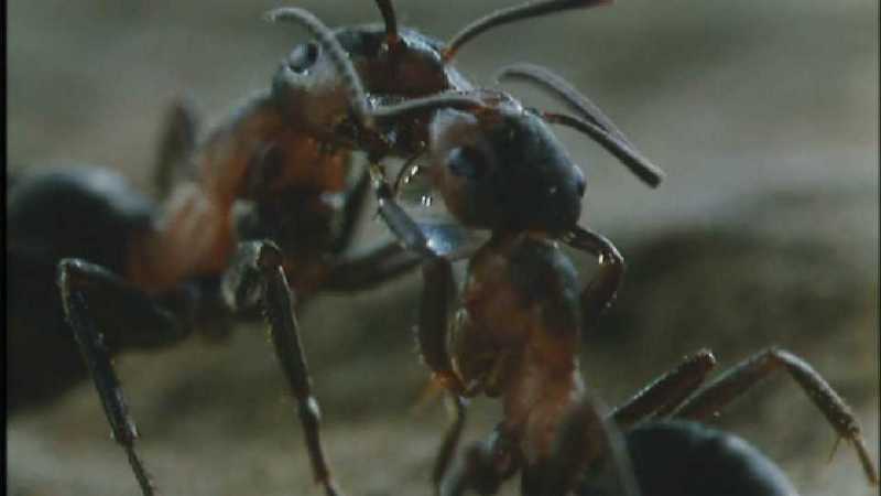 D:\Microcosmos\Ants] [09/10] - 187.jpg (1/1); DISPLAY FULL IMAGE.