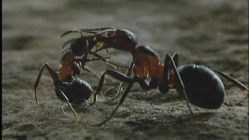 D:\Microcosmos\Ants] [10/10] - 188.jpg (1/1); DISPLAY FULL IMAGE.
