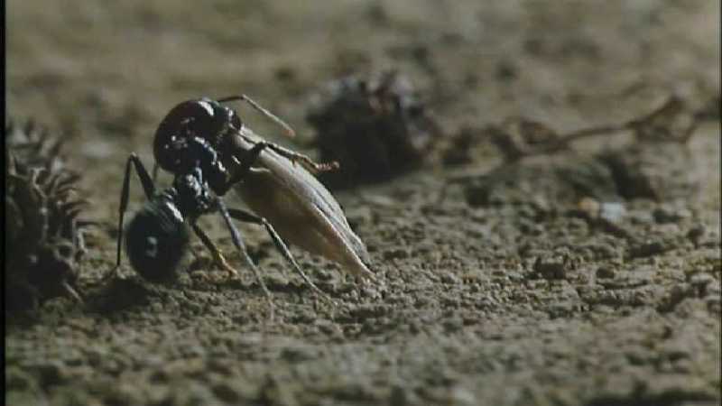 Microcosmos\Gathering Ants [2/3] - 189.jpg (1/1) (Video Capture); DISPLAY FULL IMAGE.
