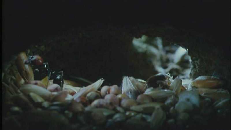 Microcosmos\Gathering Ants [2/3] - 189.jpg (1/1) (Video Capture); DISPLAY FULL IMAGE.