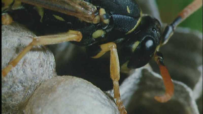 D:\Microcosmos\Polist Wasp] [02/22] - 191.jpg (1/1) (Video Capture); DISPLAY FULL IMAGE.