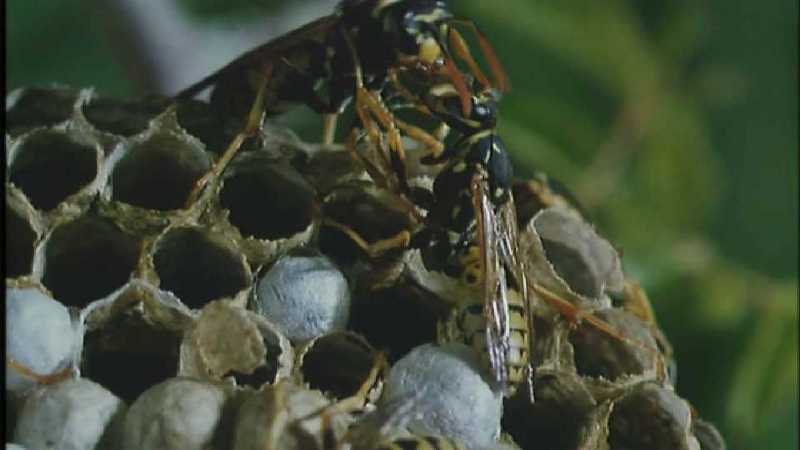 D:\Microcosmos\Polist Wasp] [02/22] - 191.jpg (1/1) (Video Capture); DISPLAY FULL IMAGE.