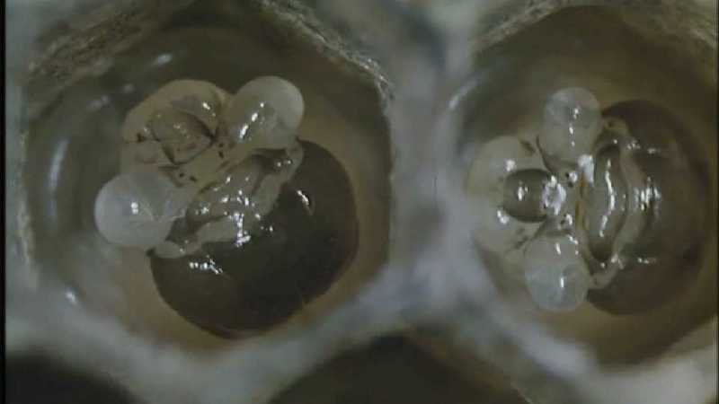 D:\Microcosmos\Polist Wasp] [02/22] - 191.jpg (1/1) (Video Capture); DISPLAY FULL IMAGE.