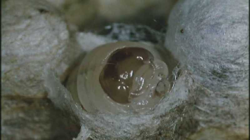 D:\Microcosmos\Polist Wasp] [02/22] - 191.jpg (1/1) (Video Capture); DISPLAY FULL IMAGE.