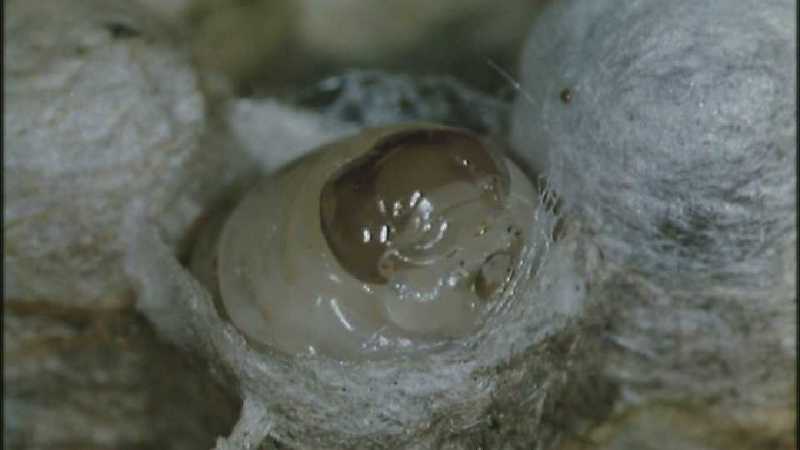 D:\Microcosmos\Polist Wasp] [02/22] - 191.jpg (1/1) (Video Capture); DISPLAY FULL IMAGE.