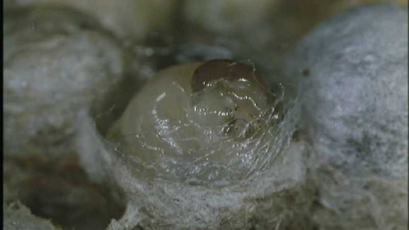 D:\Microcosmos\Polist Wasp] [02/22] - 191.jpg (1/1) (Video Capture); DISPLAY FULL IMAGE.