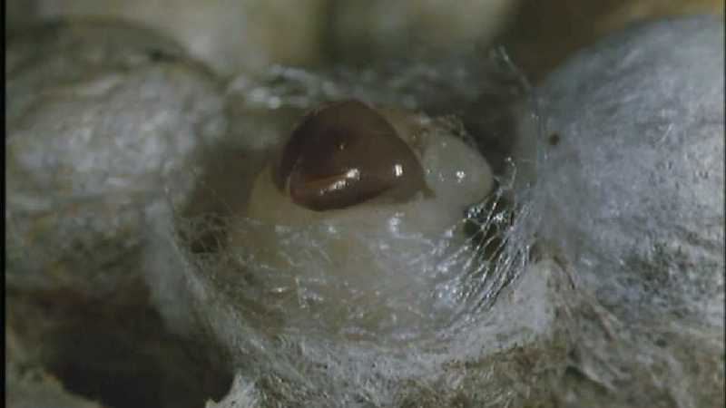 D:\Microcosmos\Polist Wasp] [02/22] - 191.jpg (1/1) (Video Capture); DISPLAY FULL IMAGE.