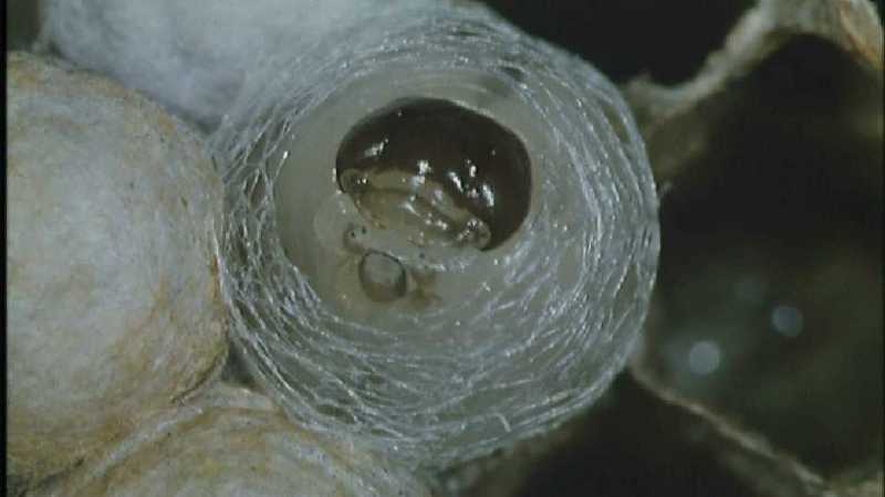 D:\Microcosmos\Polist Wasp] [02/22] - 191.jpg (1/1) (Video Capture); DISPLAY FULL IMAGE.