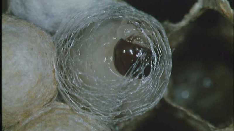 D:\Microcosmos\Polist Wasp] [02/22] - 191.jpg (1/1) (Video Capture); DISPLAY FULL IMAGE.