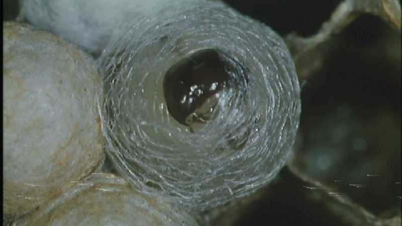 D:\Microcosmos\Polist Wasp] [02/22] - 191.jpg (1/1) (Video Capture); DISPLAY FULL IMAGE.