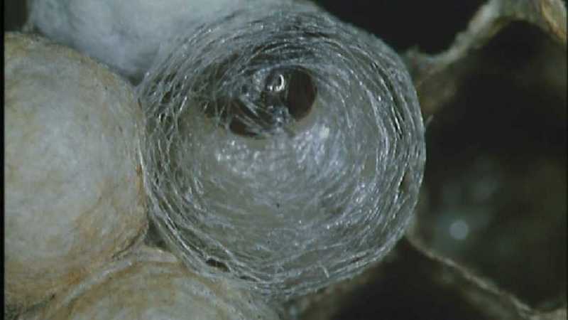 D:\Microcosmos\Polist Wasp] [02/22] - 191.jpg (1/1) (Video Capture); DISPLAY FULL IMAGE.