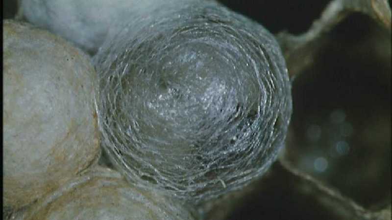 D:\Microcosmos\Polist Wasp] [02/22] - 191.jpg (1/1) (Video Capture); DISPLAY FULL IMAGE.