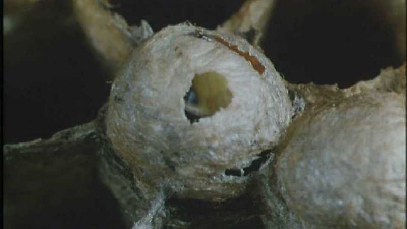 D:\Microcosmos\Polist Wasp] [02/22] - 191.jpg (1/1) (Video Capture); DISPLAY FULL IMAGE.