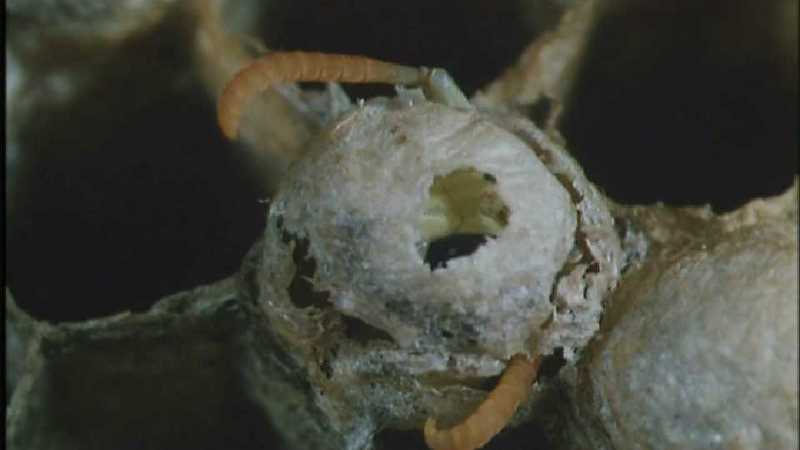 D:\Microcosmos\Polist Wasp] [02/22] - 191.jpg (1/1) (Video Capture); DISPLAY FULL IMAGE.