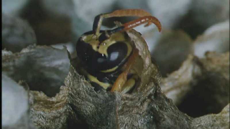 D:\Microcosmos\Polist Wasp] [02/22] - 191.jpg (1/1) (Video Capture); DISPLAY FULL IMAGE.