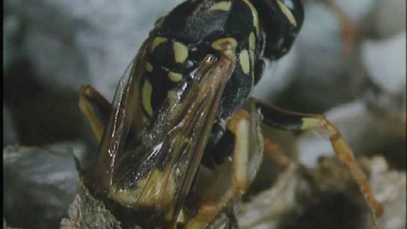 D:\Microcosmos\Polist Wasp] [02/22] - 191.jpg (1/1) (Video Capture); DISPLAY FULL IMAGE.