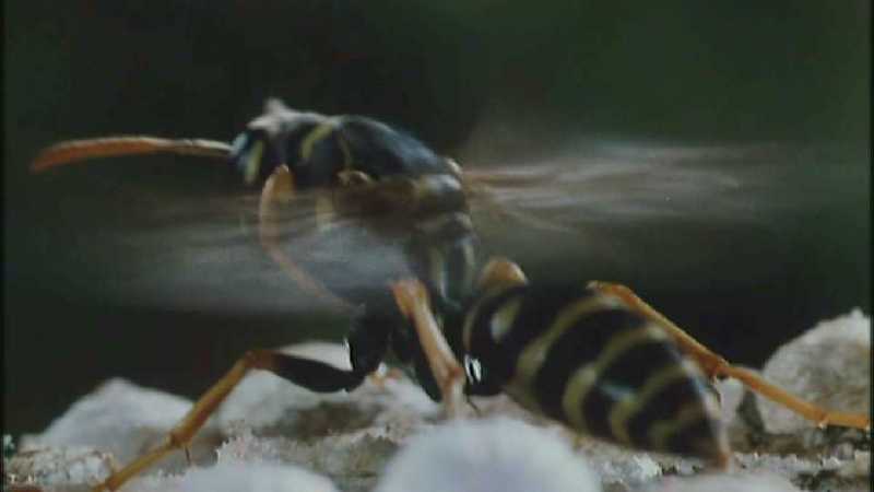 D:\Microcosmos\Polist Wasp] [02/22] - 191.jpg (1/1) (Video Capture); DISPLAY FULL IMAGE.