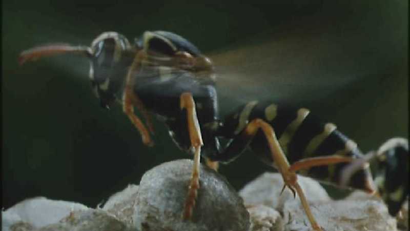 D:\Microcosmos\Polist Wasp] [02/22] - 191.jpg (1/1) (Video Capture); DISPLAY FULL IMAGE.