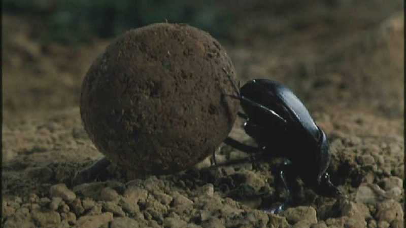 D:\Microcosmos\Dung Beetle] [3/5] - 214.jpg (1/1) (Video Capture); DISPLAY FULL IMAGE.