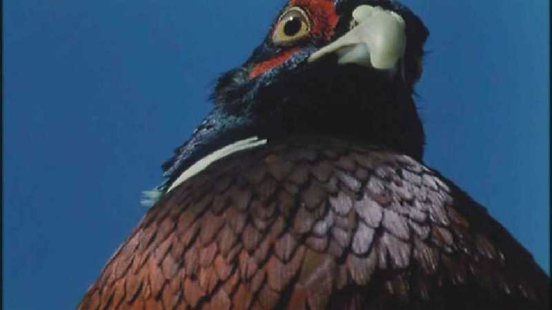 D:\Microcosmos\Pheasant] [1/6] - 217.jpg (1/1) (Video Capture); DISPLAY FULL IMAGE.