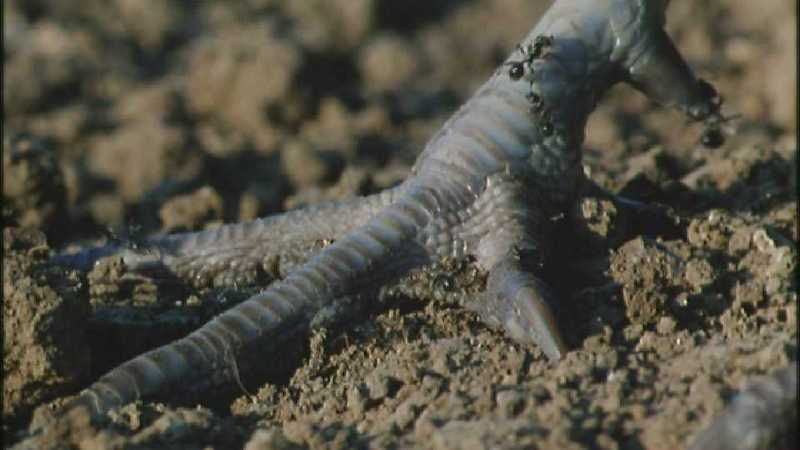 D:\Microcosmos\Pheasant] [1/6] - 217.jpg (1/1) (Video Capture); DISPLAY FULL IMAGE.