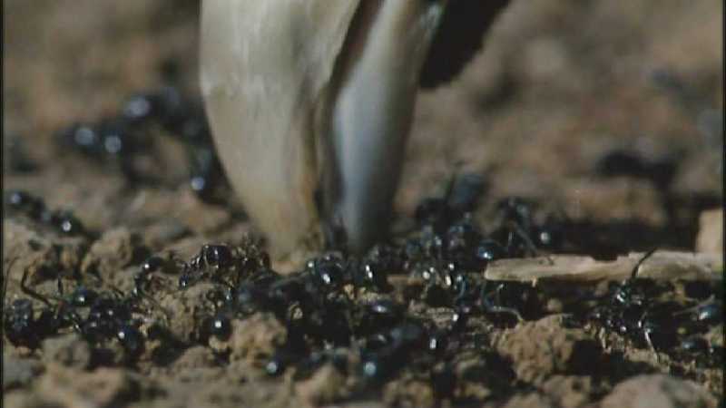 D:\Microcosmos\Pheasant] [1/6] - 217.jpg (1/1) (Video Capture); DISPLAY FULL IMAGE.