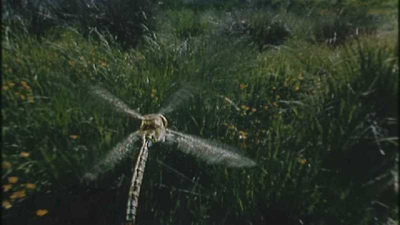 D:\Microcosmos\Dragonfly] [1/8] - 223.jpg (1/1) (Video Capture); DISPLAY FULL IMAGE.