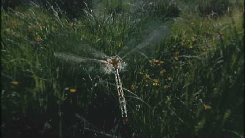 D:\Microcosmos\Dragonfly] [1/8] - 223.jpg (1/1) (Video Capture); DISPLAY FULL IMAGE.
