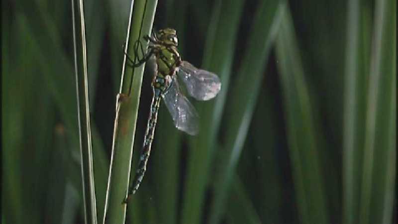 D:\Microcosmos\Dragonfly] [1/8] - 223.jpg (1/1) (Video Capture); DISPLAY FULL IMAGE.