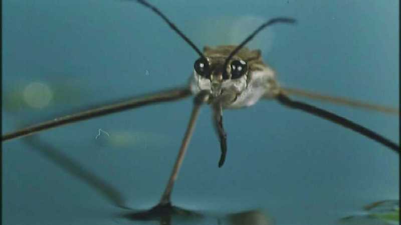 D:\Microcosmos\Pond Skater] [02/11] - 226.jpg (1/1) (Video Capture); DISPLAY FULL IMAGE.