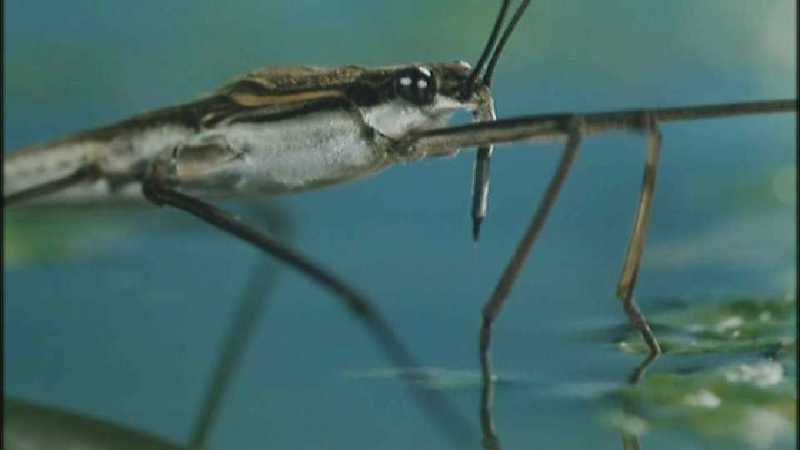 D:\Microcosmos\Pond Skater] [02/11] - 226.jpg (1/1) (Video Capture); DISPLAY FULL IMAGE.