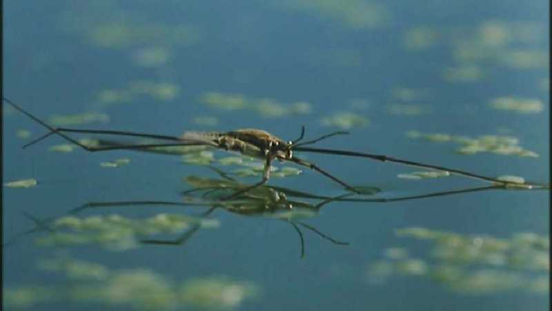 D:\Microcosmos\Pond Skater] [02/11] - 226.jpg (1/1) (Video Capture); DISPLAY FULL IMAGE.