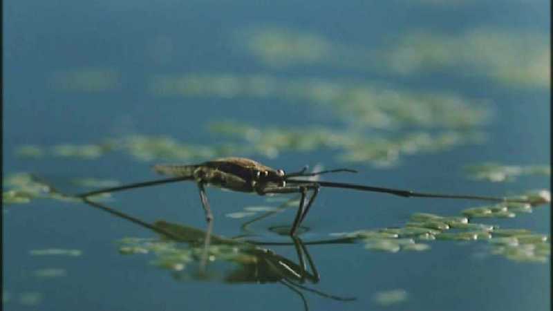 D:\Microcosmos\Pond Skater] [02/11] - 226.jpg (1/1) (Video Capture); DISPLAY FULL IMAGE.