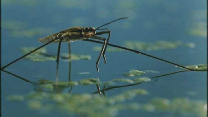 D:\Microcosmos\Pond Skater] [02/11] - 226.jpg (1/1) (Video Capture); DISPLAY FULL IMAGE.