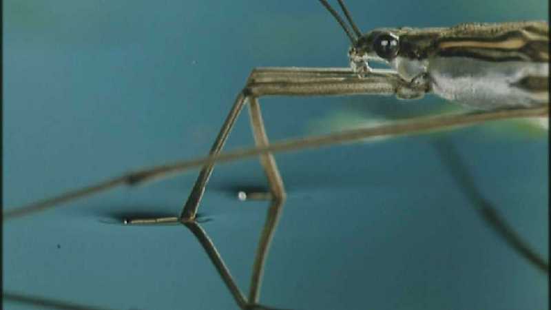 D:\Microcosmos\Pond Skater] [02/11] - 226.jpg (1/1) (Video Capture); DISPLAY FULL IMAGE.